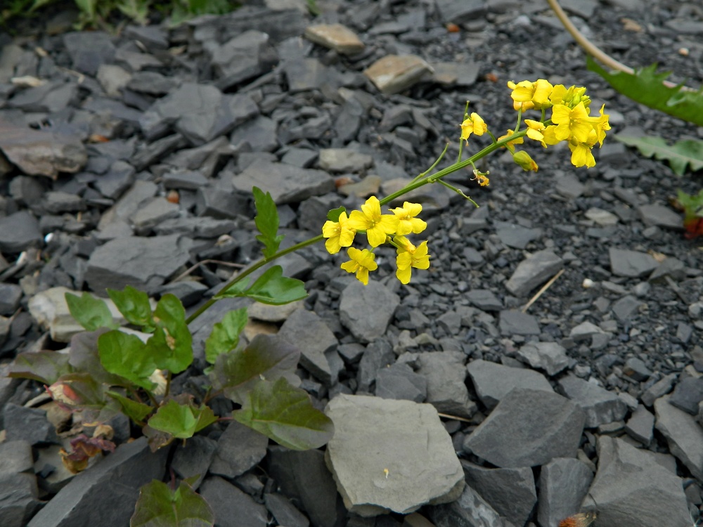 Image of Barbarea arcuata specimen.