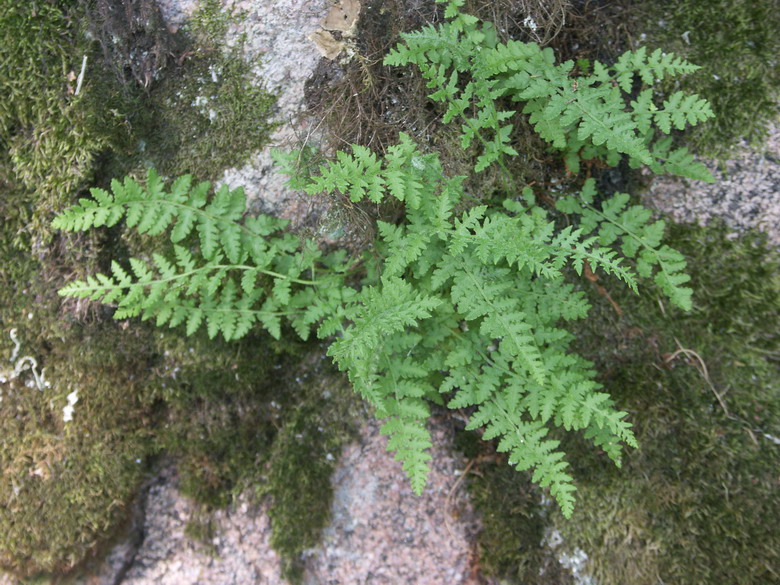 Image of Woodsia ilvensis specimen.