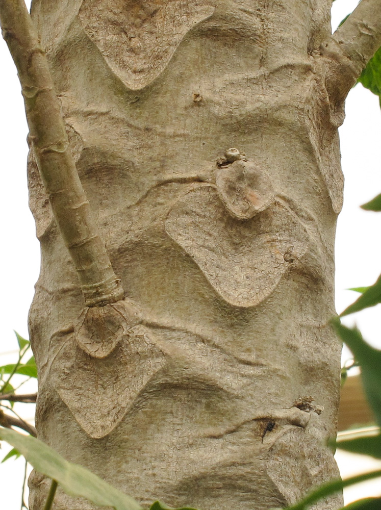 Image of Carica papaya specimen.