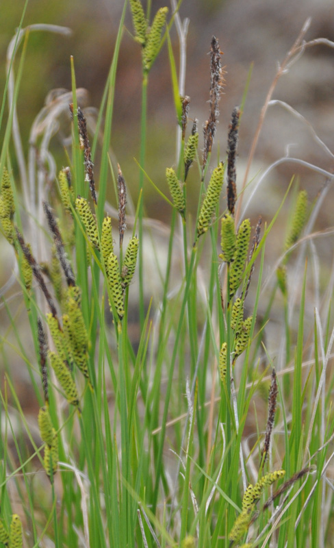 Image of Carex juncella specimen.