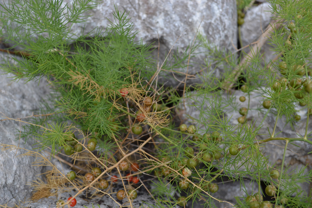 Image of Asparagus officinalis specimen.