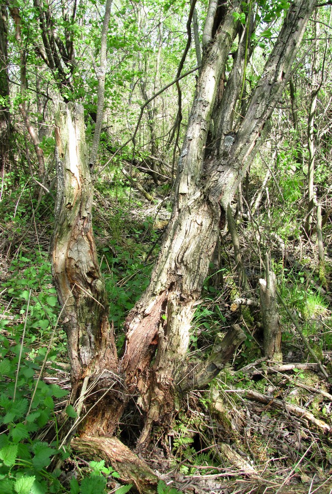 Image of Salix myrsinifolia specimen.