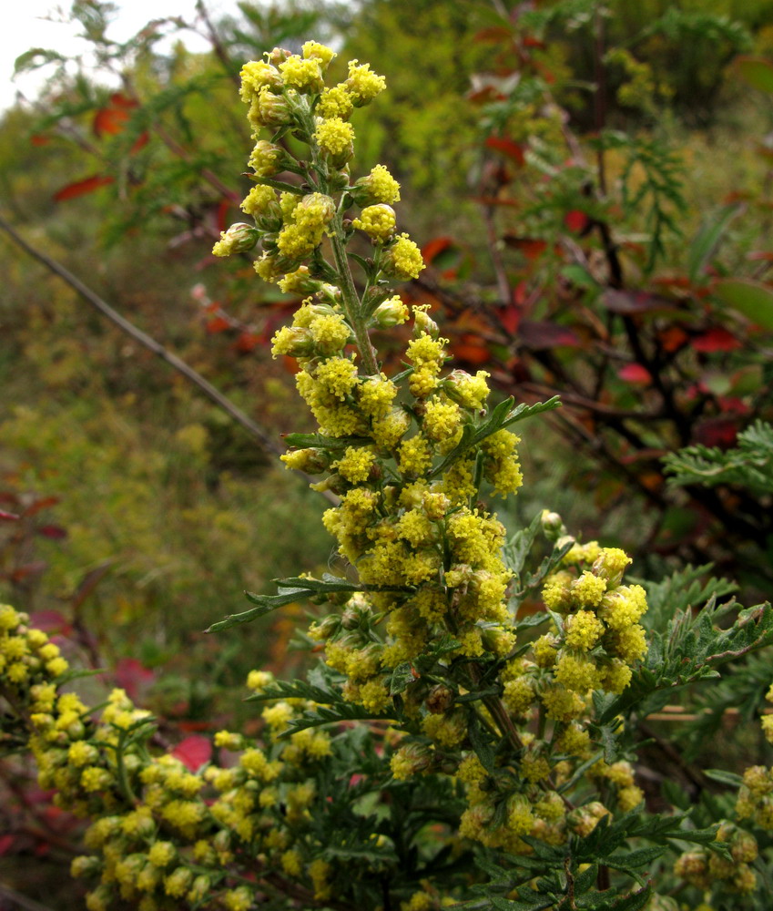 Изображение особи Artemisia stechmanniana.
