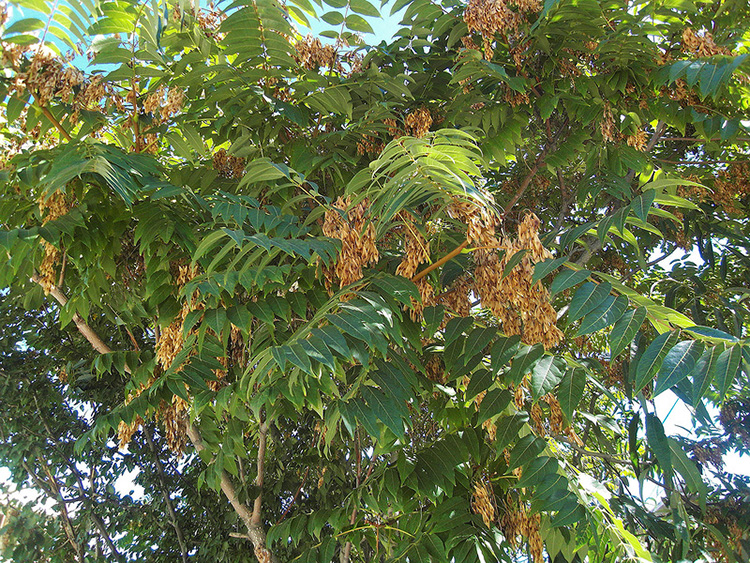 Изображение особи Ailanthus altissima.