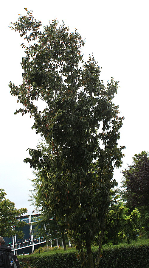 Image of Zelkova serrata specimen.