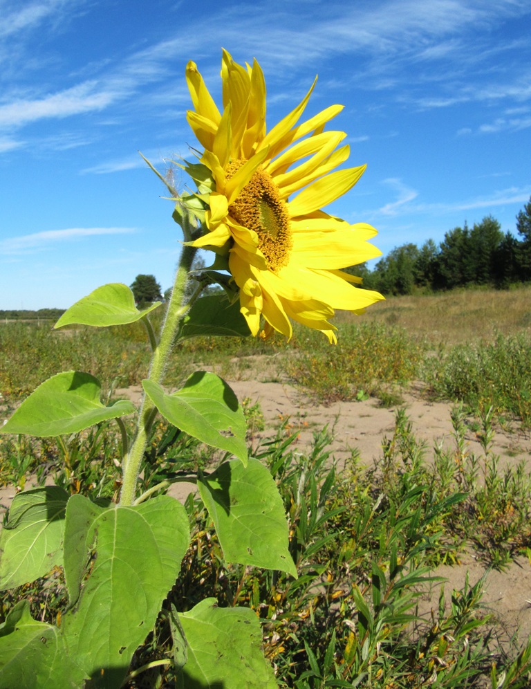 Image of Helianthus annuus specimen.