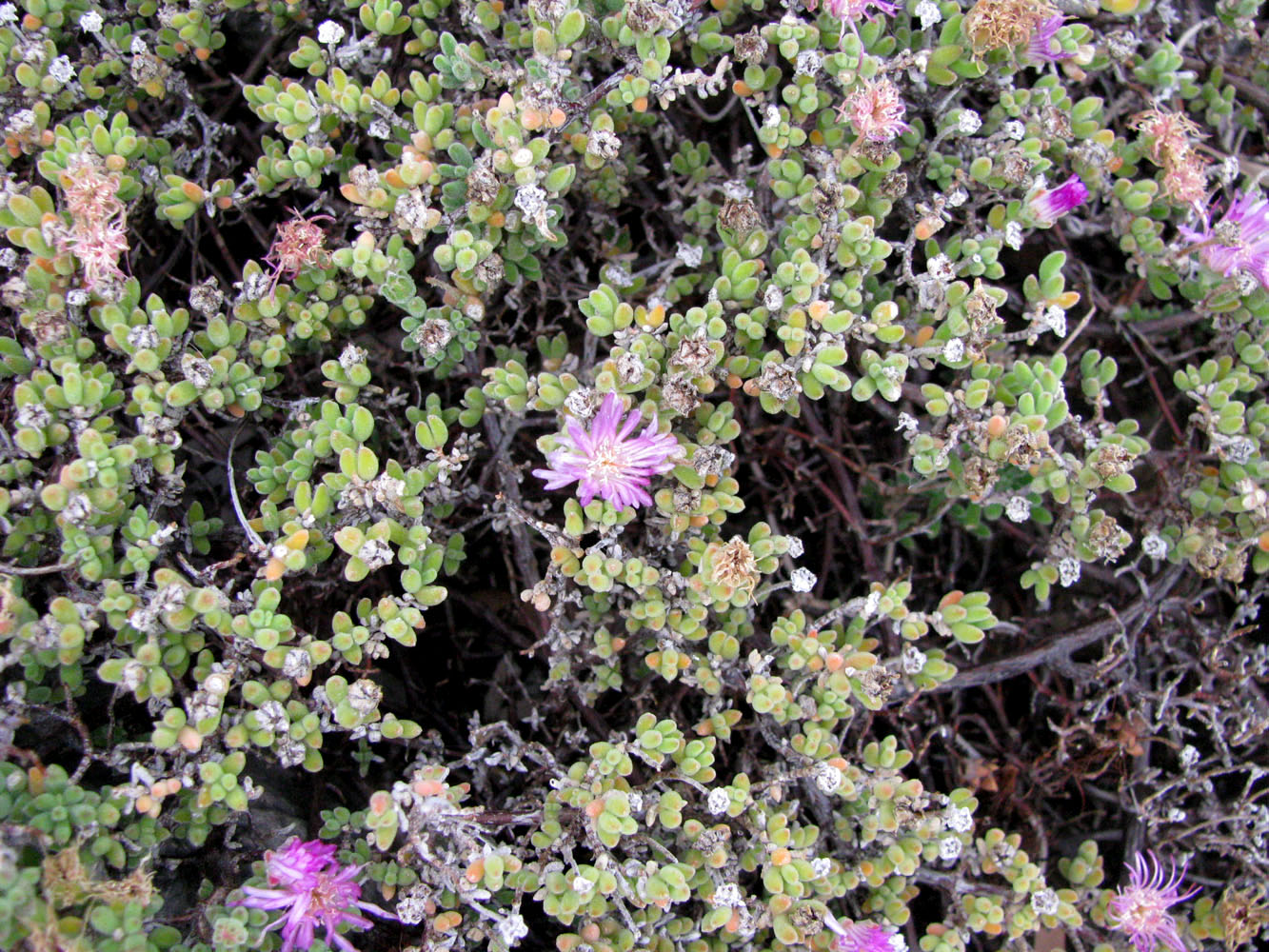 Image of Drosanthemum floribundum specimen.