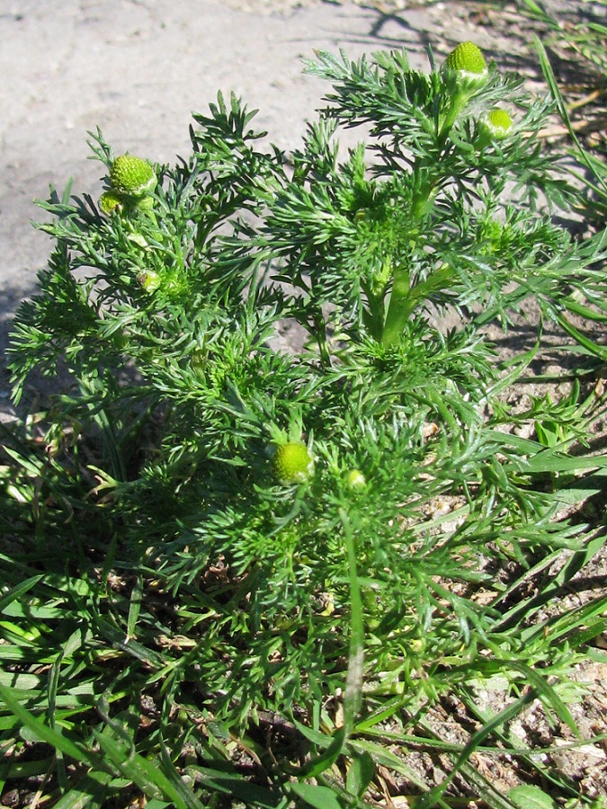 Image of Matricaria discoidea specimen.