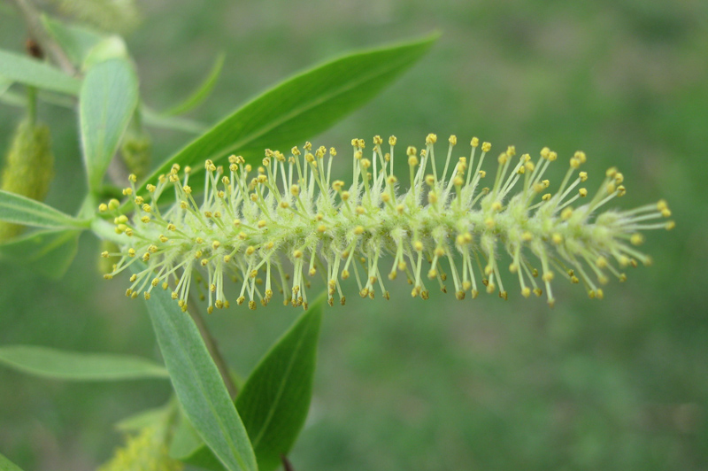 Изображение особи Salix euxina.