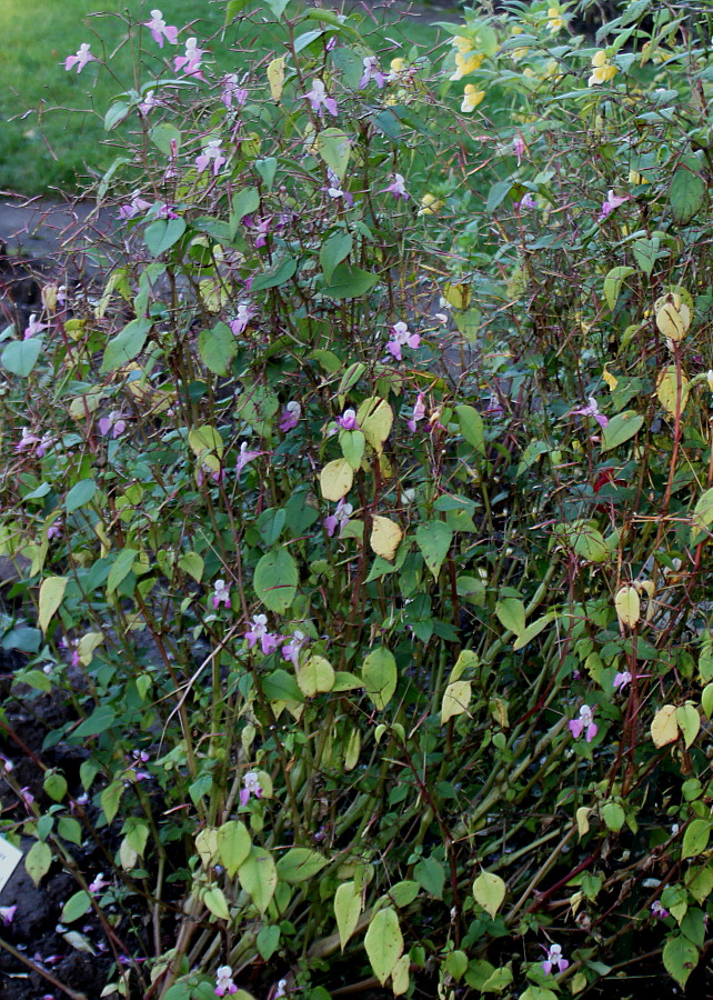 Image of Impatiens balfourii specimen.