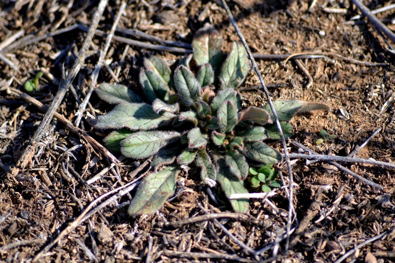 Image of Buglossoides rochelii specimen.