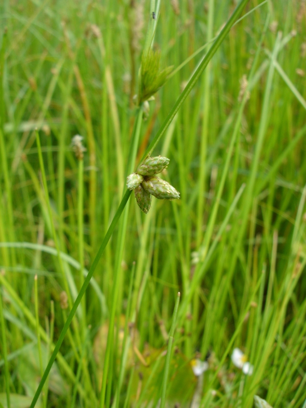 Image of Schoenoplectiella komarovii specimen.