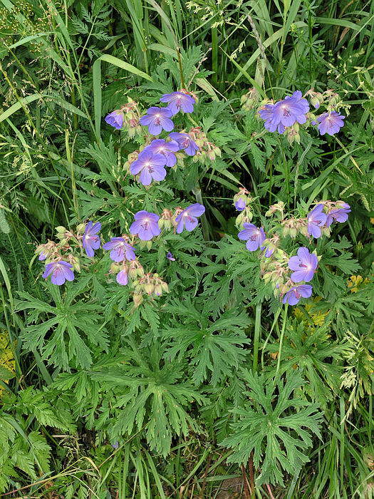 Image of Geranium pratense specimen.