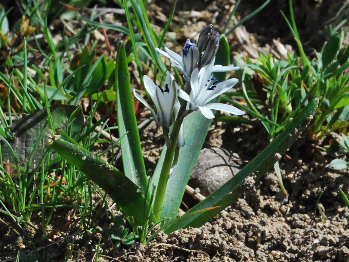 Image of Scilla puschkinioides specimen.