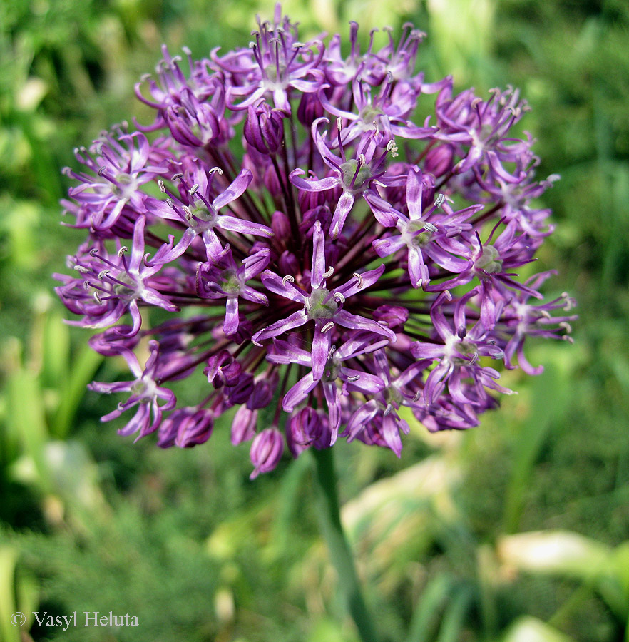 Image of genus Allium specimen.