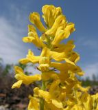 Corydalis speciosa. Верхушка соцветия. Хабаровский край, Ванинский р-н, окр. пос. Высокогорный. 02.06.2013.