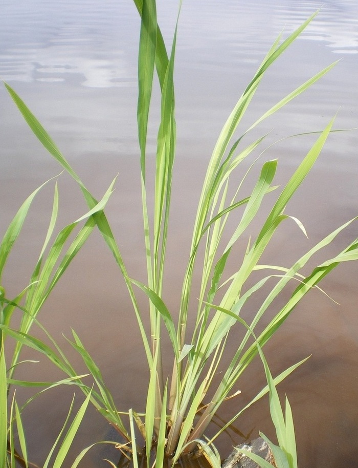 Image of genus Zizania specimen.