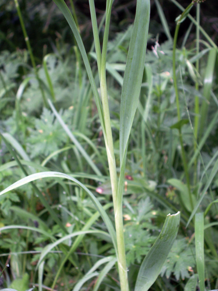 Image of Allium amblyophyllum specimen.