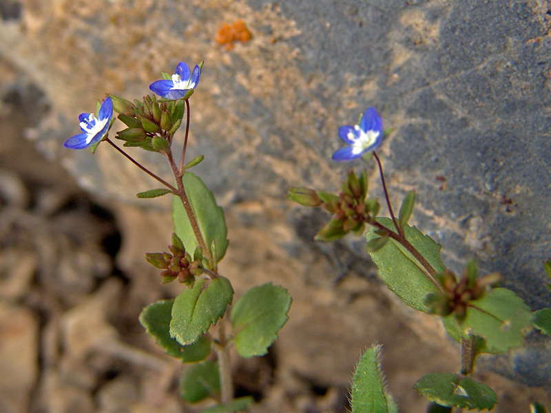 Image of Veronica campylopoda specimen.