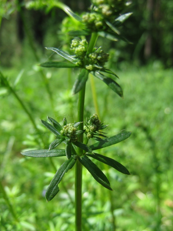 Изображение особи Galium mollugo.