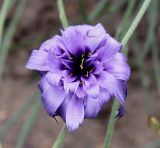 Catananche caerulea. Соцветие. Германия, г. Krefeld, Ботанический сад. 25.07.2013.