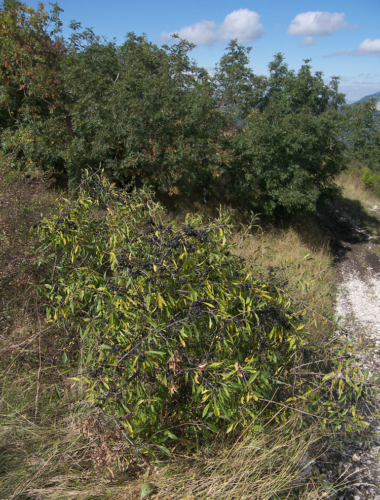 Image of Rhamnus spathulifolia specimen.