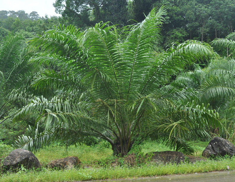 Image of Elaeis guineensis specimen.