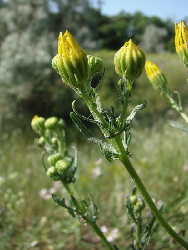 Изображение особи Senecio jacobaea.