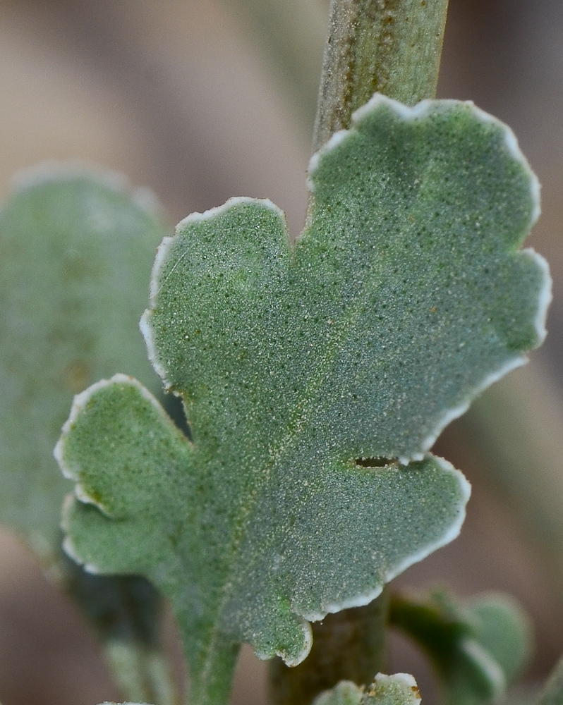 Изображение особи Scrophularia deserti.