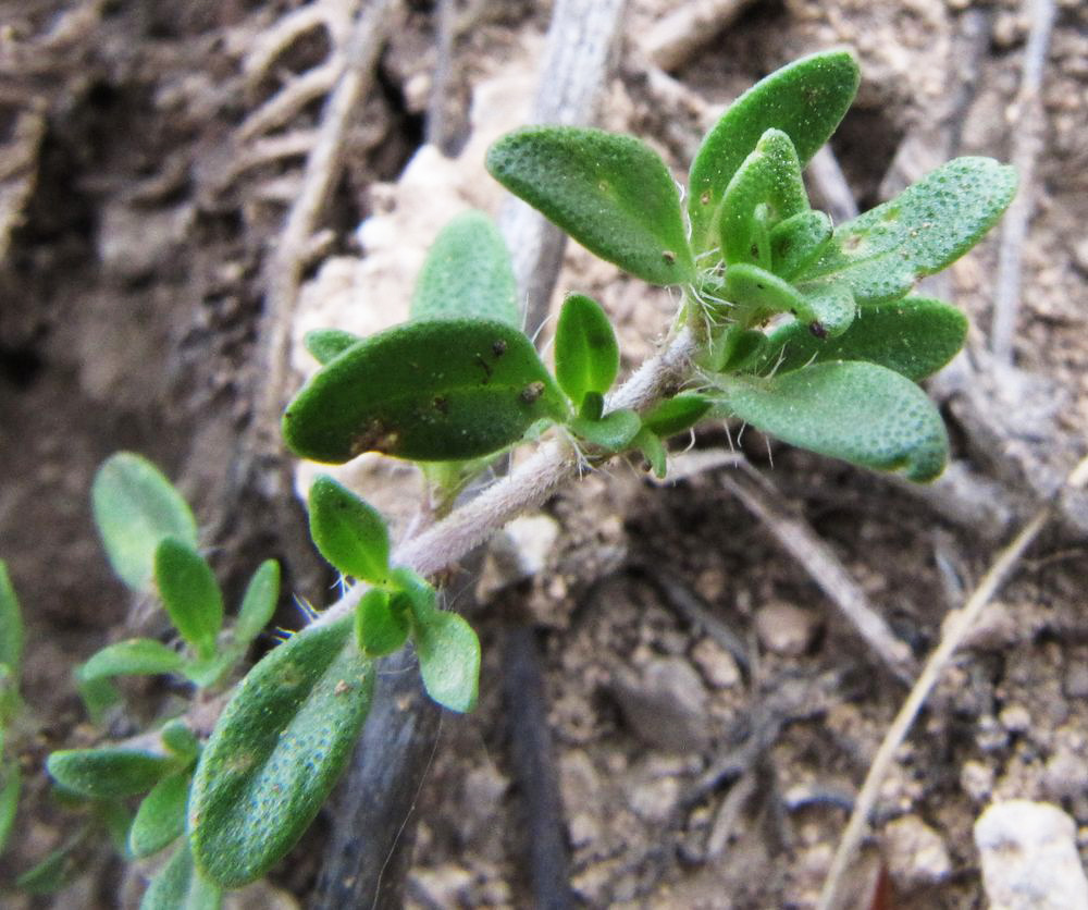 Image of Thymus bashkiriensis specimen.