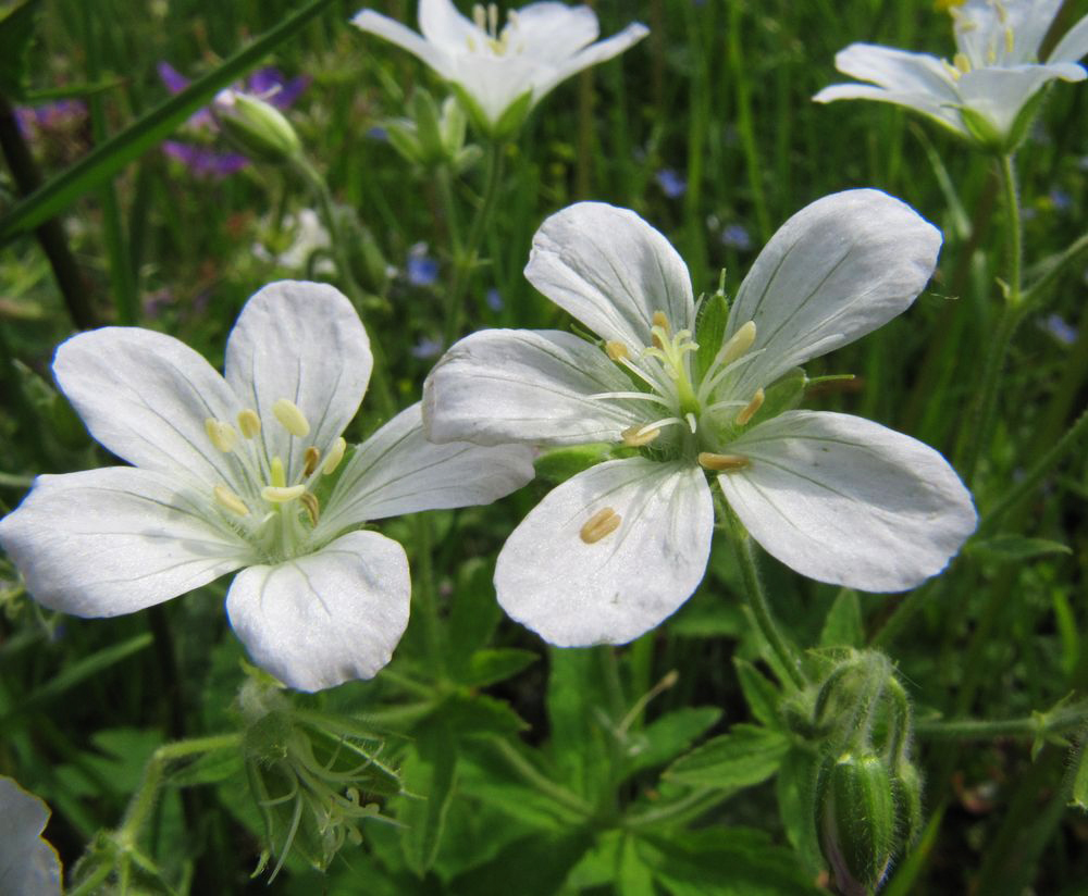 Изображение особи Geranium sylvaticum.