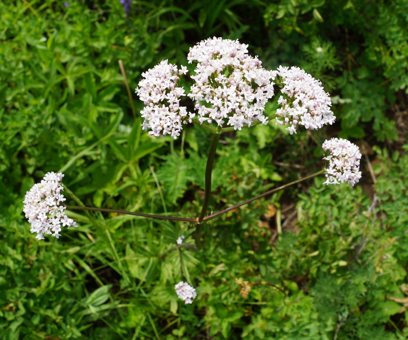 Изображение особи Valeriana dubia.