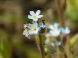 Myosotis micrantha. Соцветие. Украина, Луганская обл., г. Кировск, склон холма в балке. 03.05.2014.