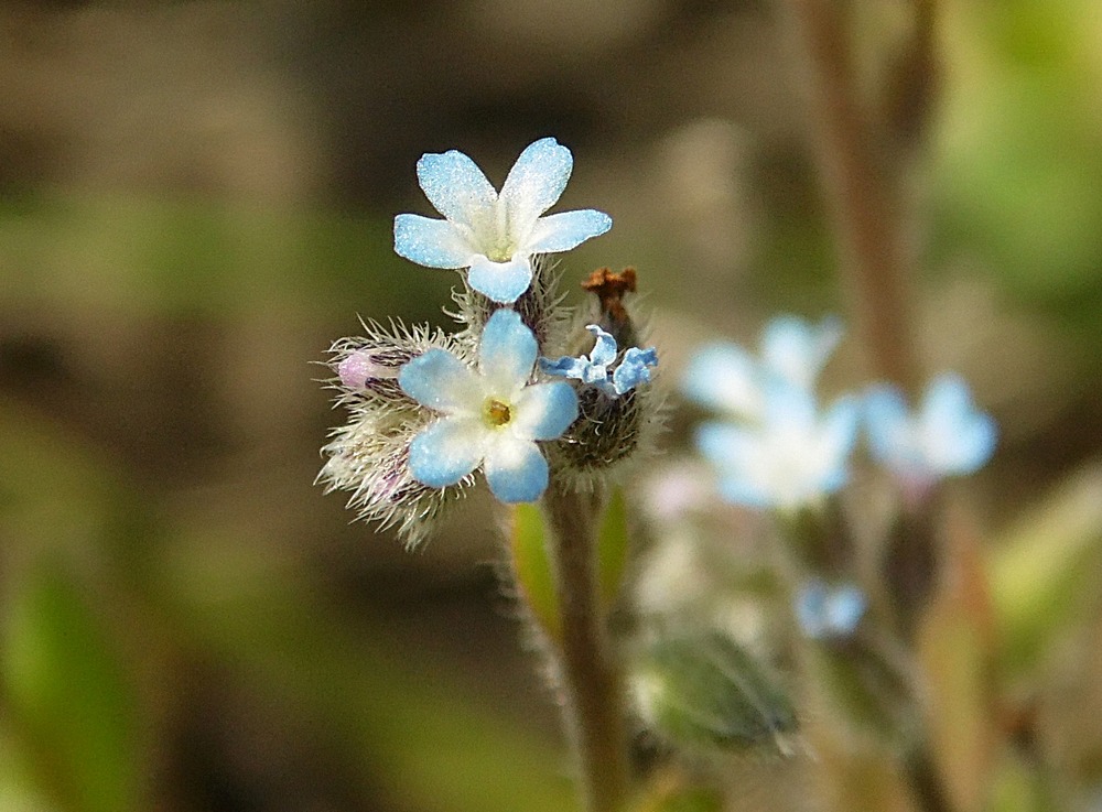 Image of Myosotis micrantha specimen.