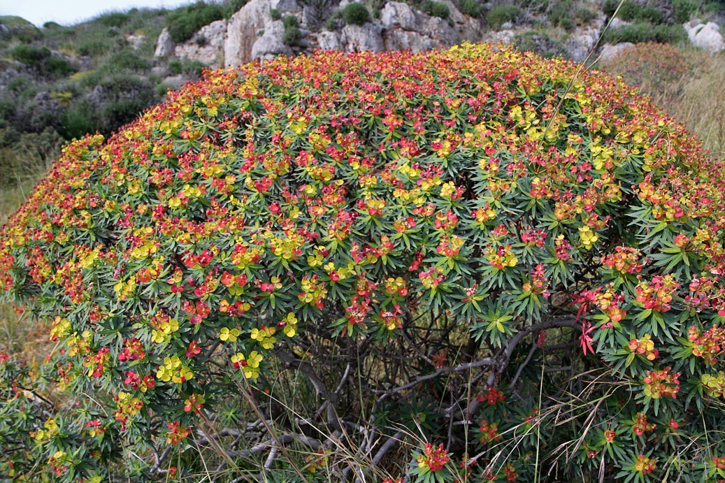 Image of Euphorbia dendroides specimen.