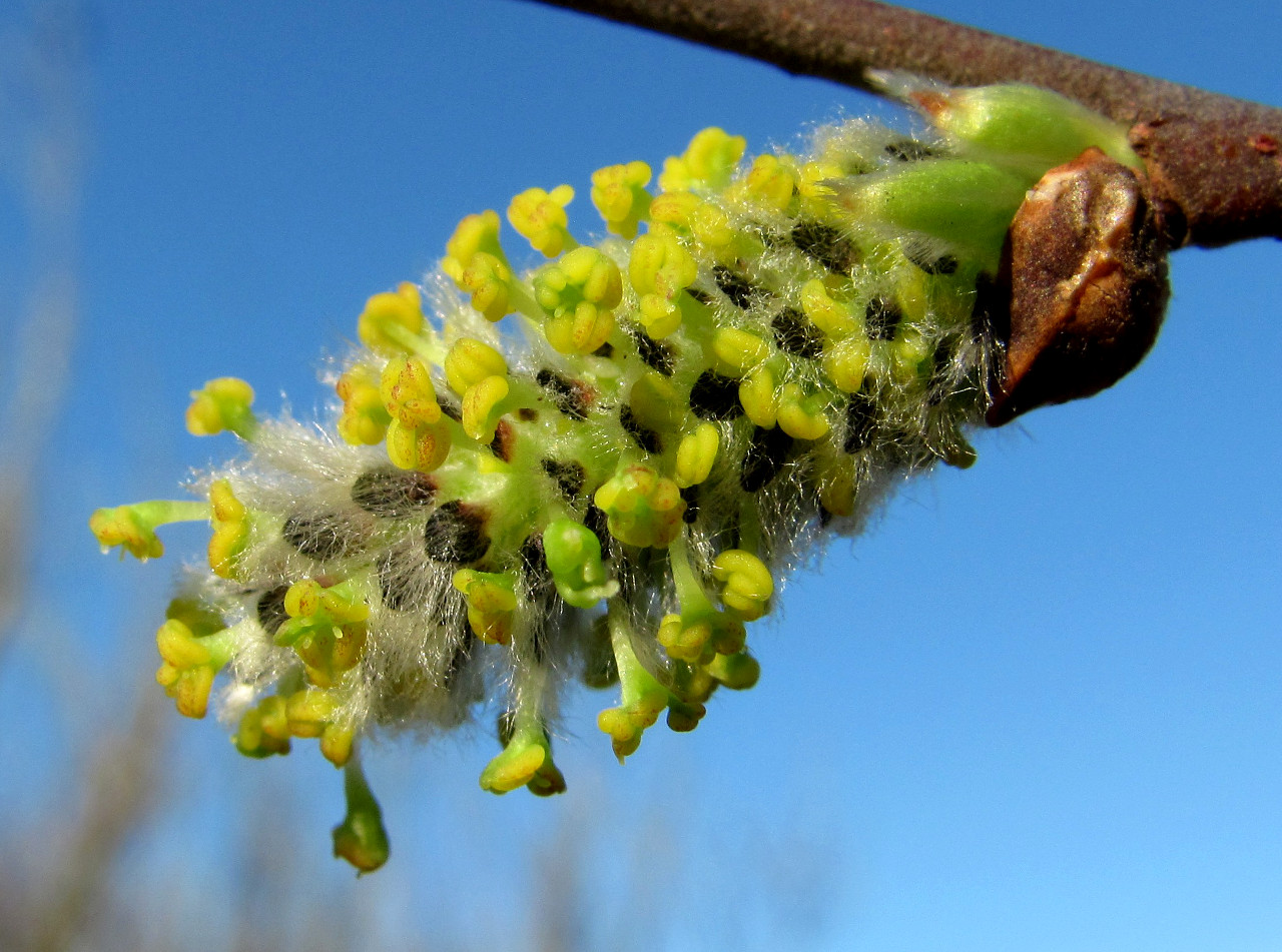 Image of Salix cinerea specimen.