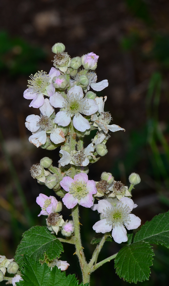 Image of Rubus canescens specimen.