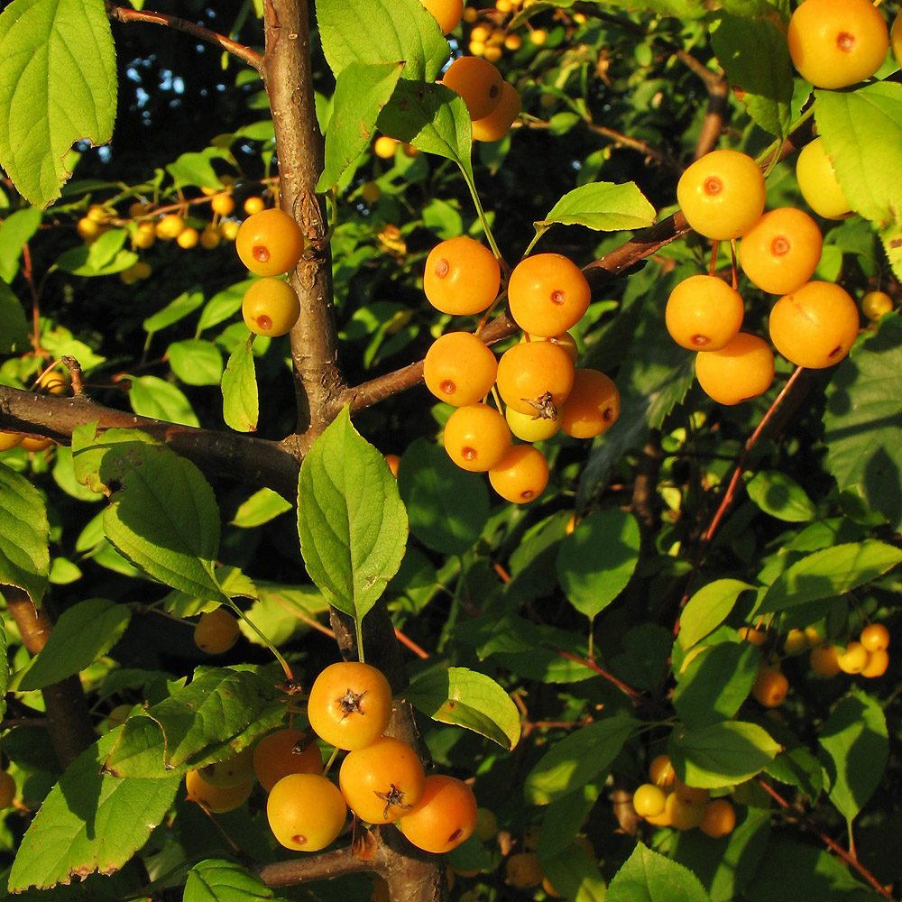 Image of Malus floribunda specimen.