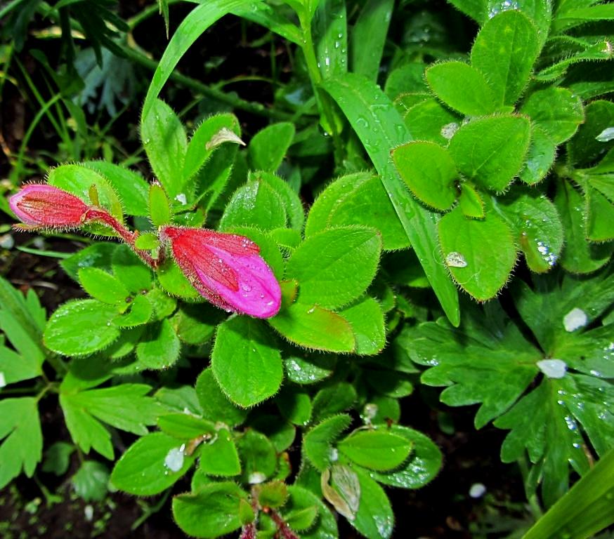 Image of Rhododendron camtschaticum specimen.