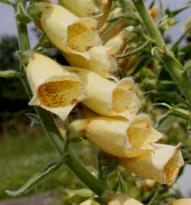 Image of Digitalis grandiflora specimen.