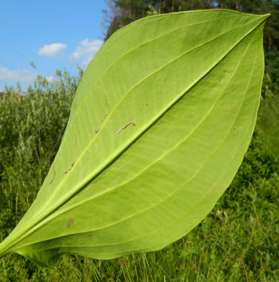 Image of Alisma plantago-aquatica specimen.