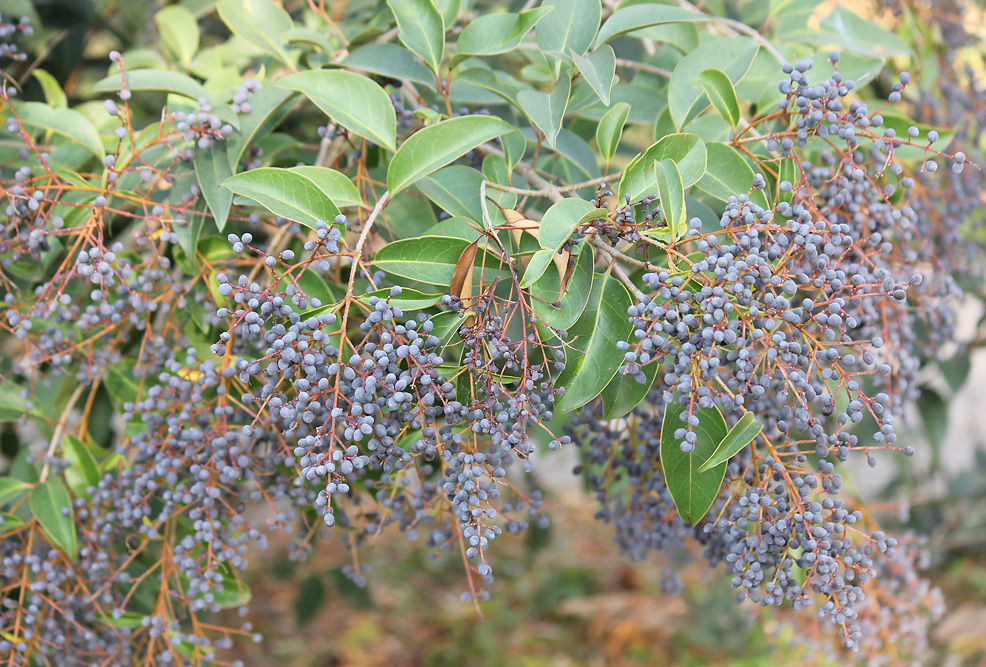 Изображение особи Ligustrum lucidum.