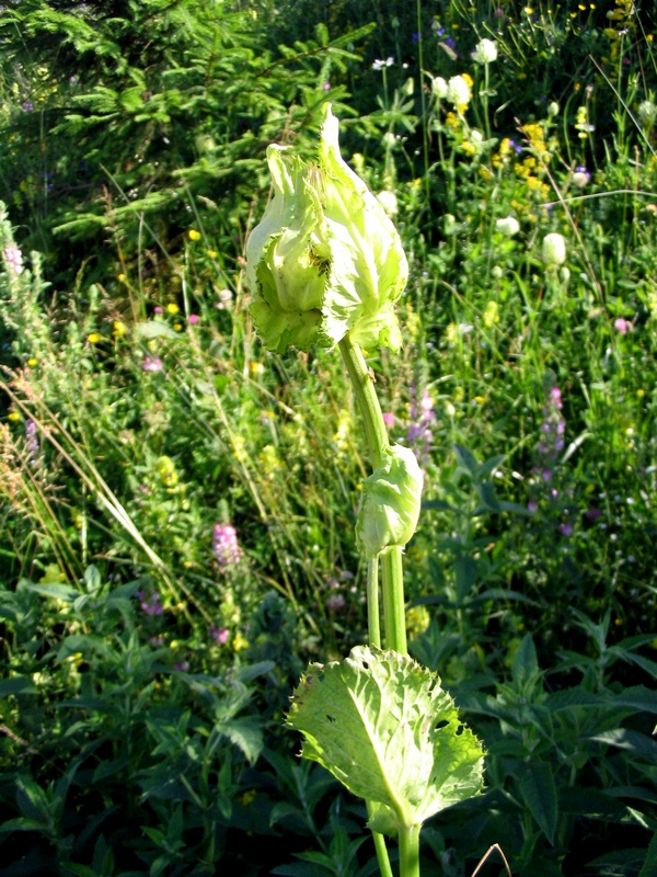 Image of Cirsium oleraceum specimen.