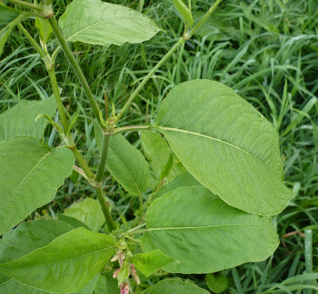 Изображение особи Persicaria orientalis.