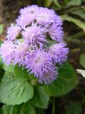 Ageratum houstonianum. Соцветие. Санкт-Петербург, Приморский р-н, на цветнике во дворе одного из жилых домов, в культуре. 18.08.2014.