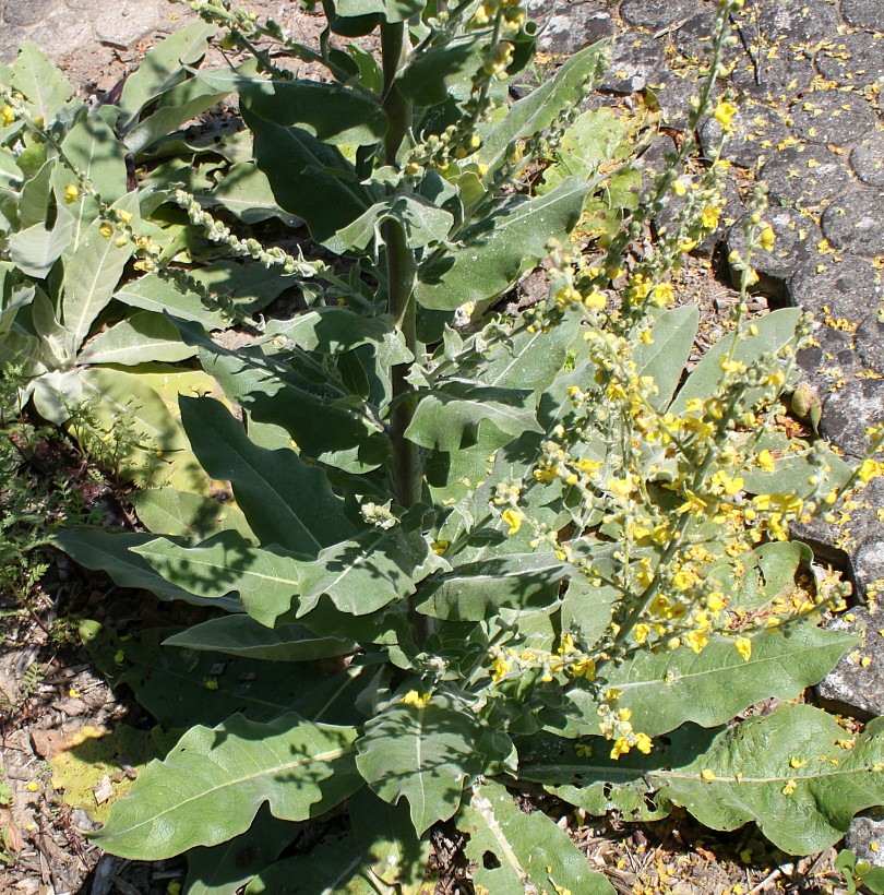 Изображение особи Verbascum pulverulentum.