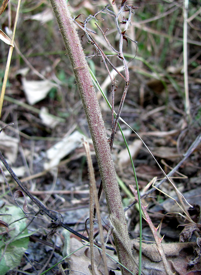 Image of Rubus canescens specimen.