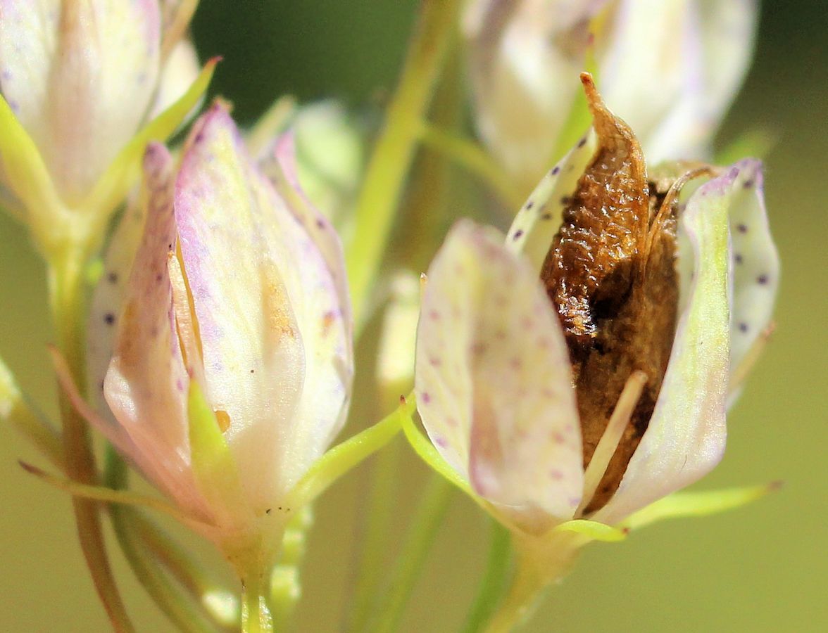 Image of Ophelia tetrapetala specimen.