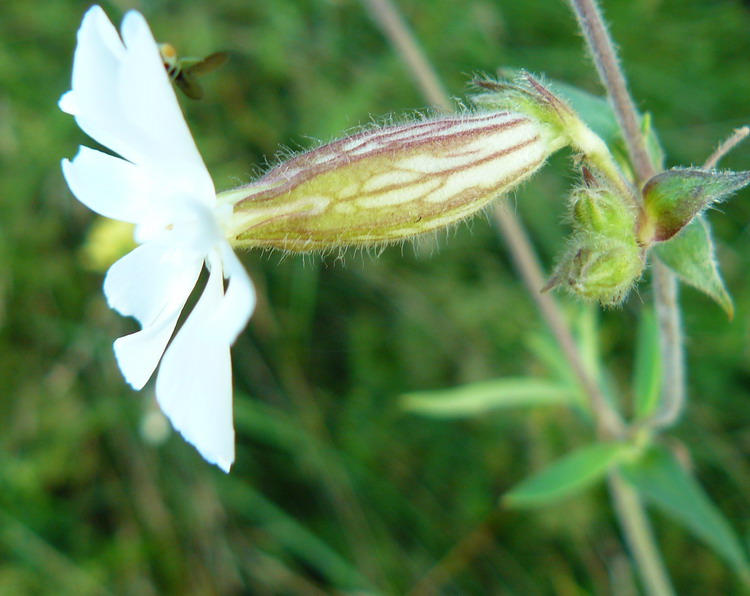 Image of Melandrium album specimen.