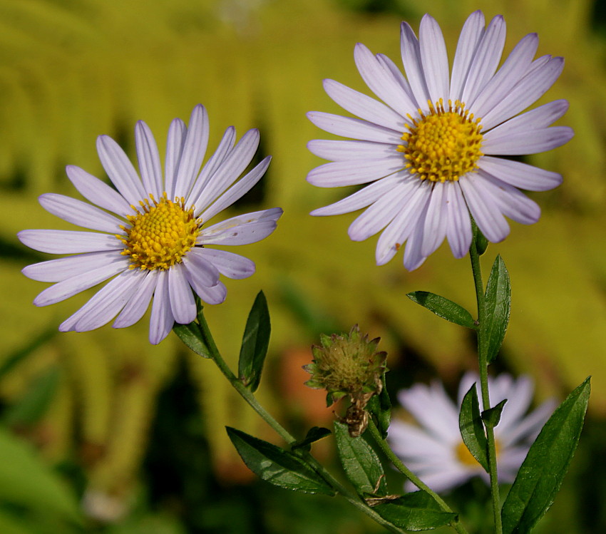 Image of Boltonia asteroides var. latisquama specimen.